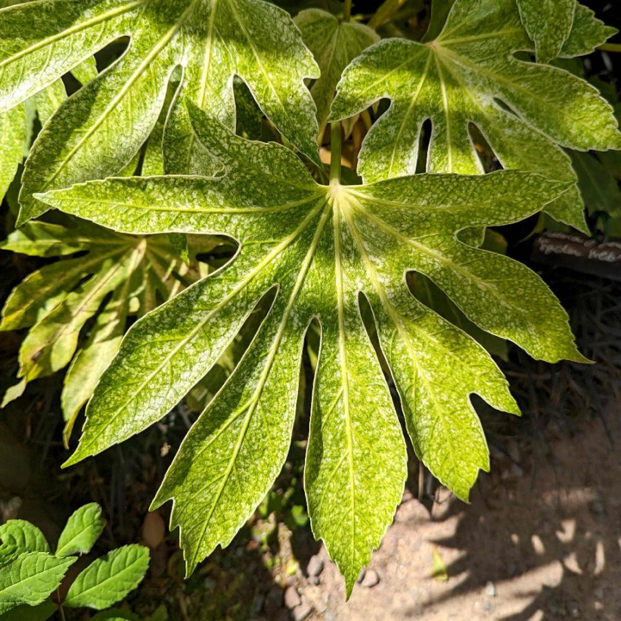 Plantes Vivaces FATSIA japonica 'Spider Web' - Faux Aralia en vente - Pépinière Lepage .