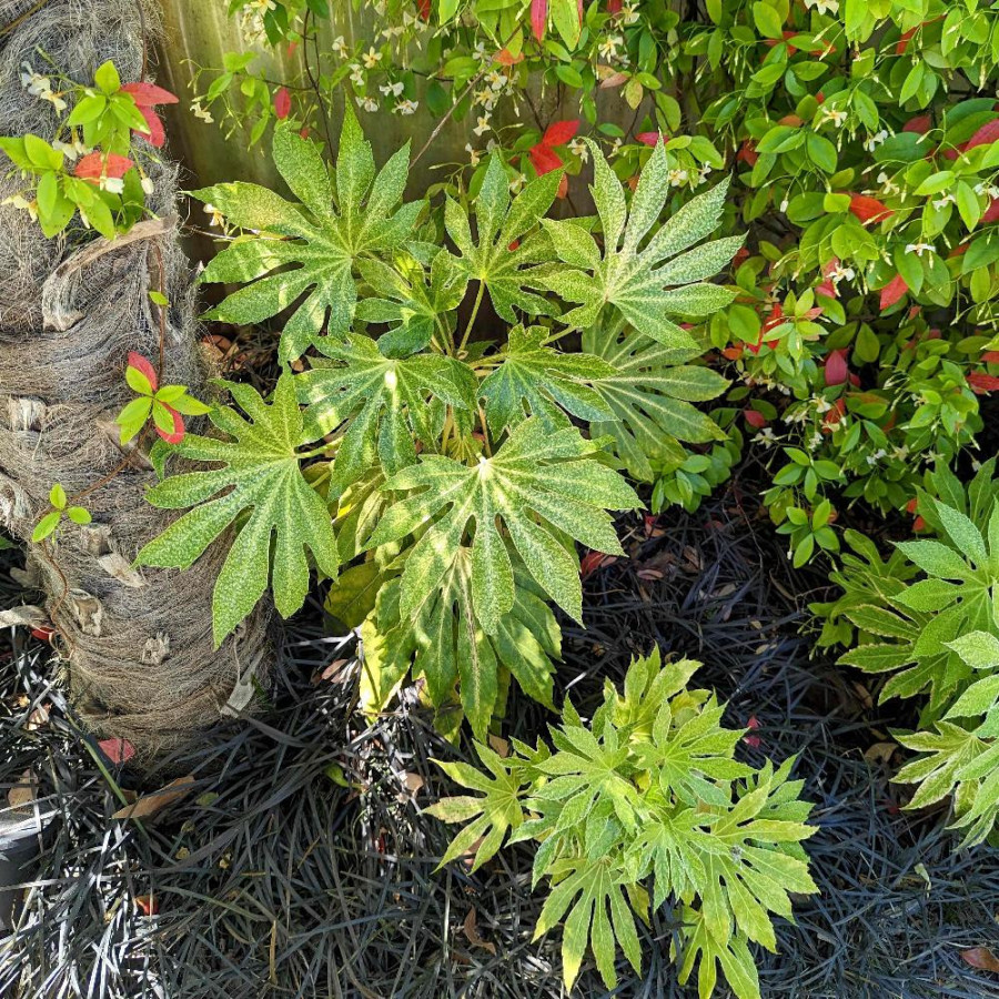 Plantes Vivaces FATSIA japonica 'Spider Web' - Faux Aralia en vente - Pépinière Lepage .