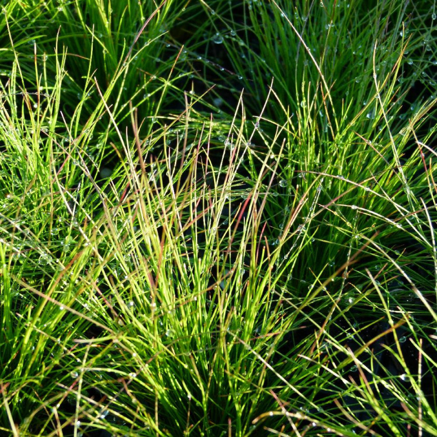 plantes-vivaces-festuca-walberla-fetuque-en-vente-pepiniere-lepage-