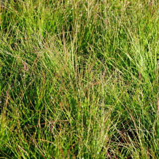 plantes-vivaces-festuca-walberla-fetuque-en-vente-pepiniere-lepage-