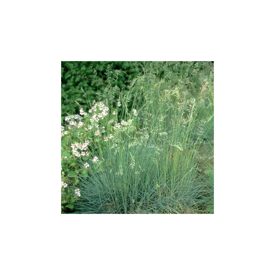 plantes-vivaces-festuca-amethystina-fetuque-amethyste-en-vente-pepiniere-lepage-