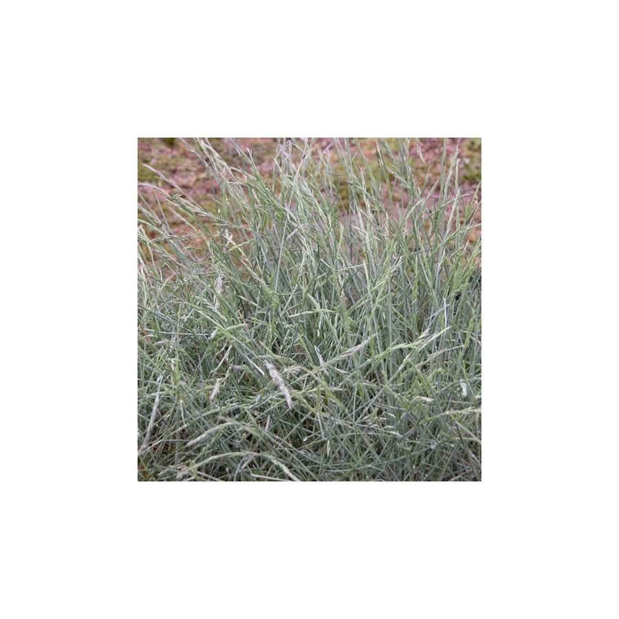 plantes-vivaces-festuca-amethystina-fetuque-amethyste-en-vente-pepiniere-lepage-