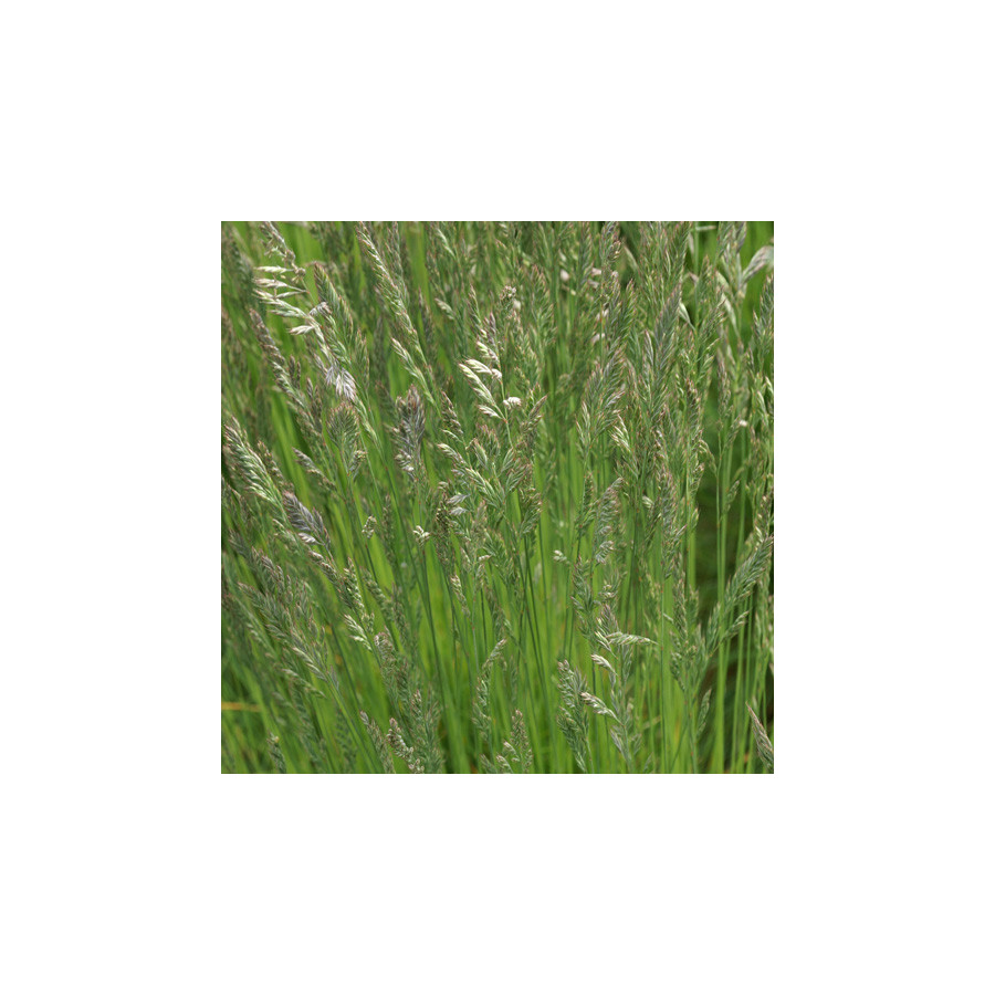 plantes-vivaces-festuca-filiformis-fetuque-ovine-en-vente-pepiniere-lepage-