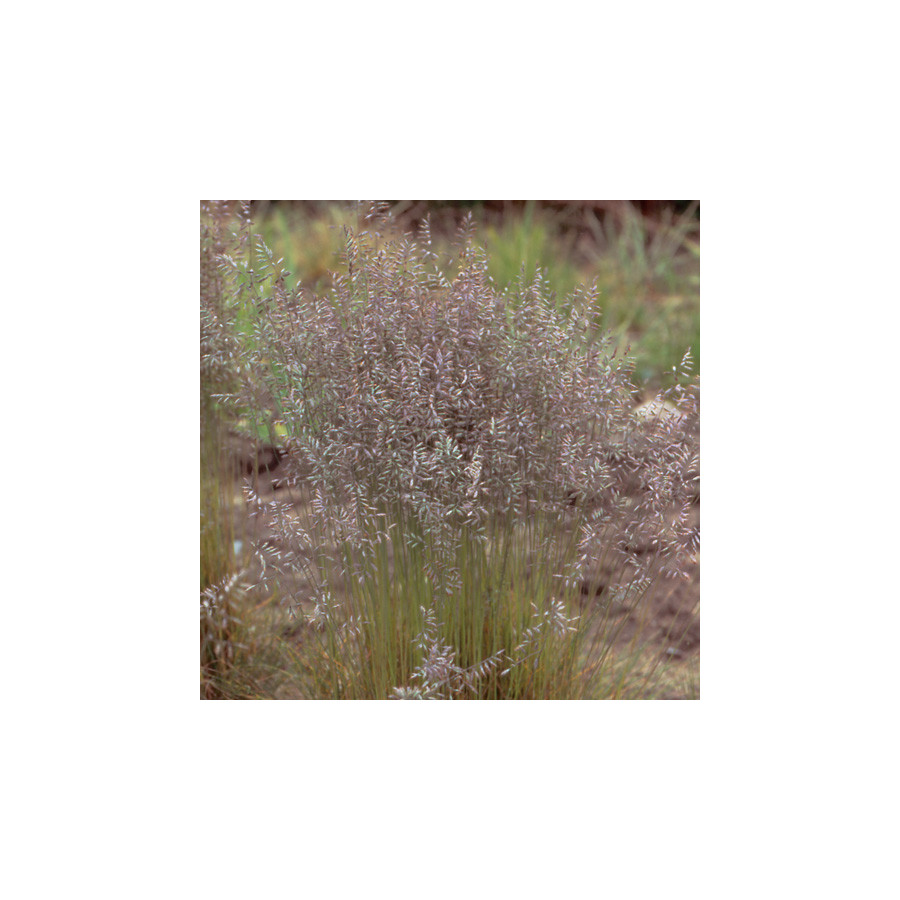 plantes-vivaces-festuca-filiformis-fetuque-ovine-en-vente-pepiniere-lepage-
