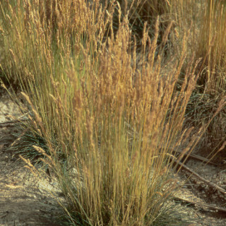 plantes-vivaces-festuca-filiformis-fetuque-ovine-en-vente-pepiniere-lepage-