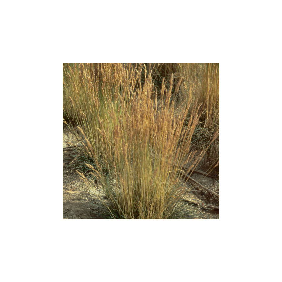 plantes-vivaces-festuca-filiformis-fetuque-ovine-en-vente-pepiniere-lepage-