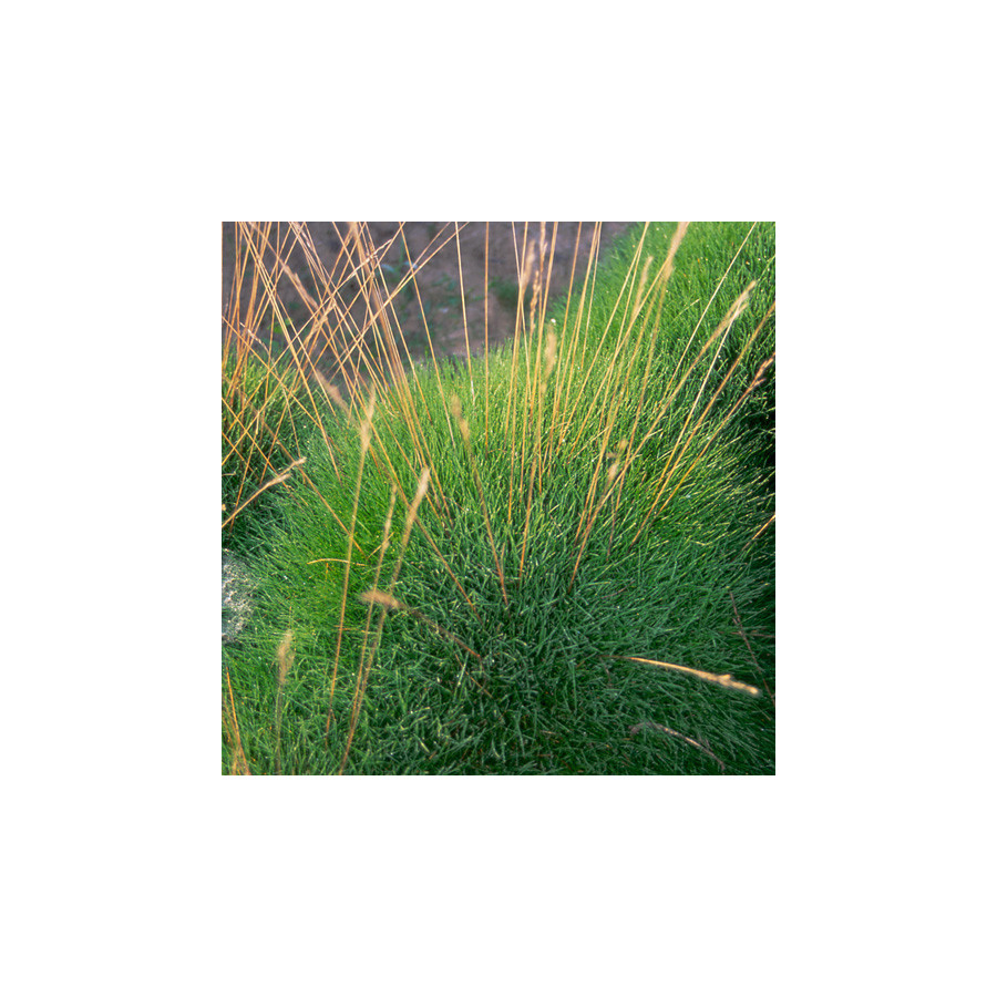 plantes-vivaces-festuca-gautieri-scoparia-fetuque-crin-d-ours-en-vente-pepiniere-lepage-