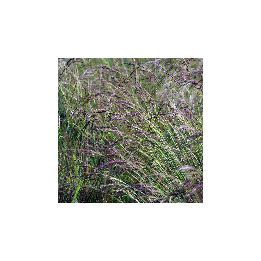 plantes-vivaces-festuca-glauca-aprilgrun-fetuque-bleue-en-vente-fetuque-en-vente-pepiniere-lepage-