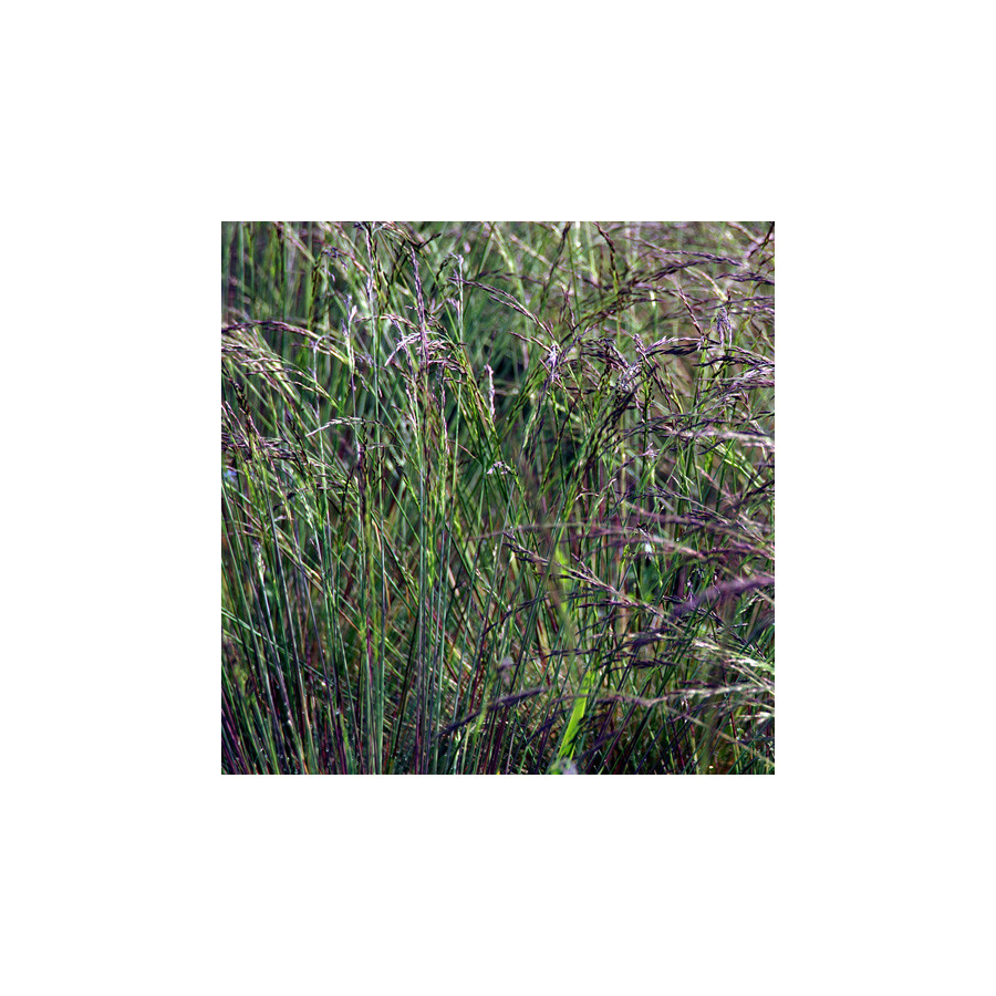 plantes-vivaces-festuca-glauca-aprilgrun-fetuque-bleue-en-vente-fetuque-en-vente-pepiniere-lepage-