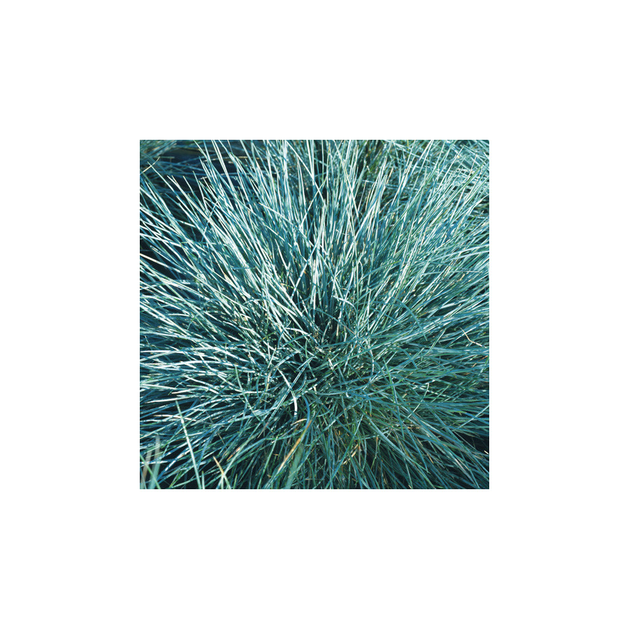 Plantes Vivaces FESTUCA glauca 'Azurit' - Fétuque bleue en vente - Fétuque en vente - Pépinière Lepage .