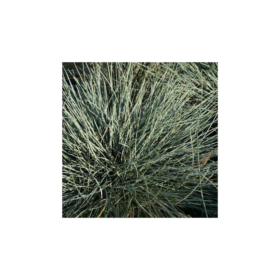 Plantes Vivaces FESTUCA glauca 'Azurit' - Fétuque bleue en vente - Fétuque en vente - Pépinière Lepage .