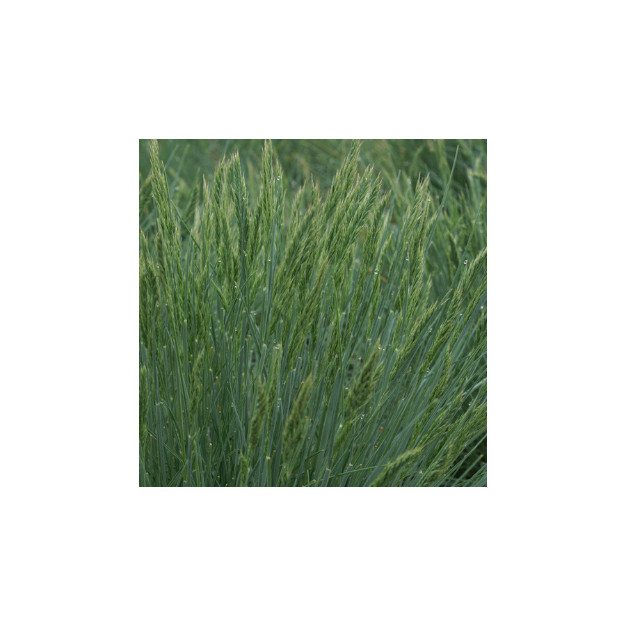 plantes-vivaces-festuca-glauca-elijah-blue-fetuque-en-vente-pepiniere-lepage-