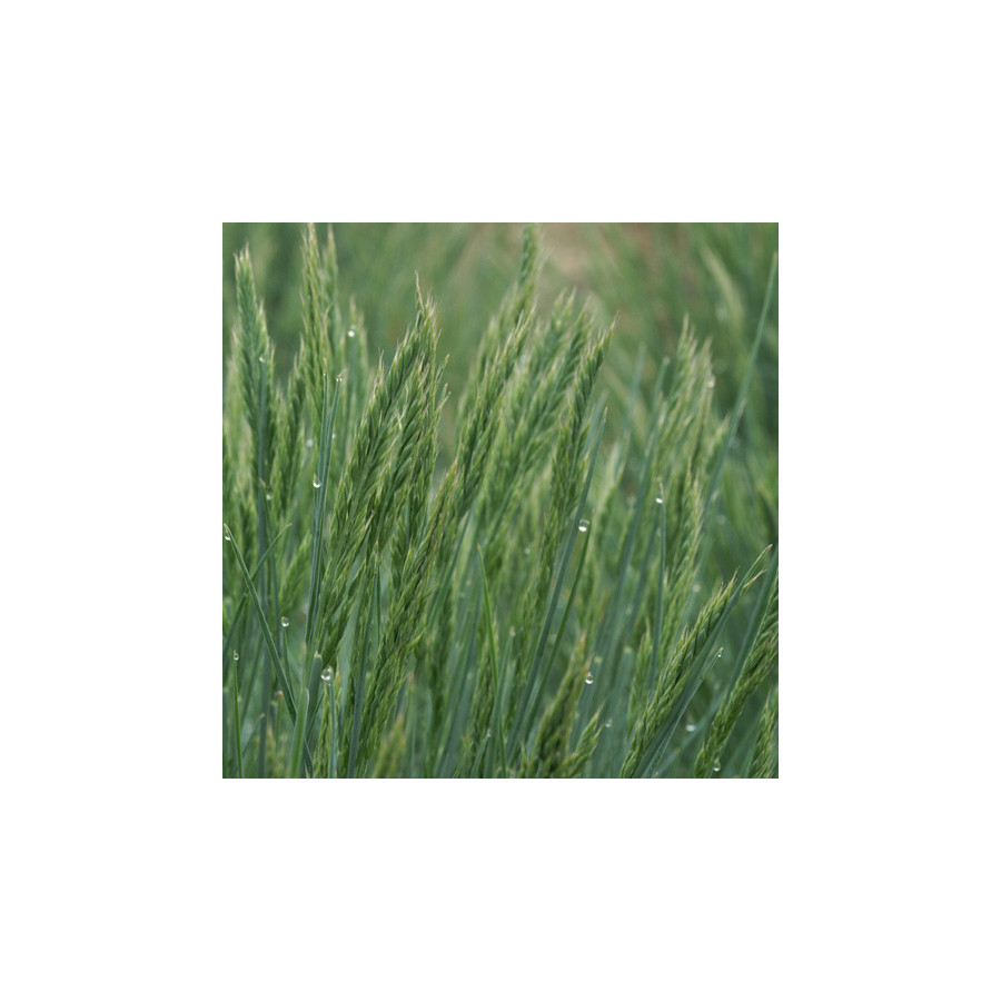plantes-vivaces-festuca-glauca-elijah-blue-fetuque-en-vente-pepiniere-lepage-
