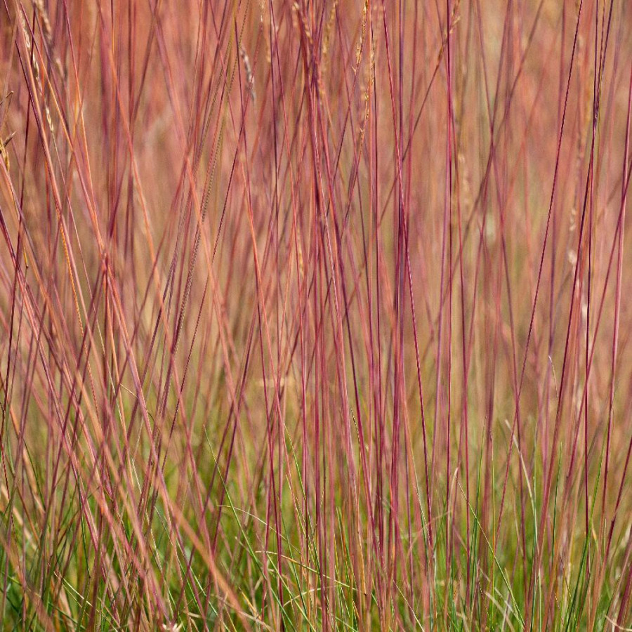 FESTUCA glauca 'Sunrise' ®