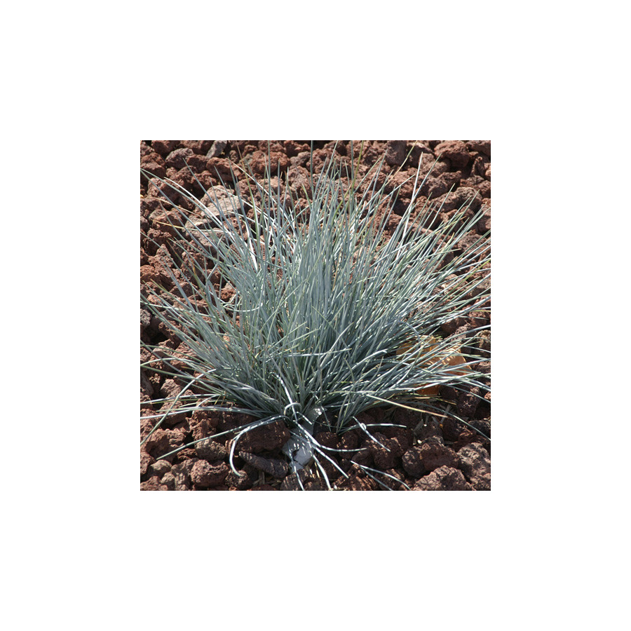 Plantes Vivaces FESTUCA glauca 'Uchte' - Fétuque bleue en vente - Fétuque en vente - Pépinière Lepage .