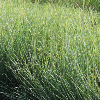 plantes-vivaces-festuca-mairei-fetuque-en-vente-pepiniere-lepage-