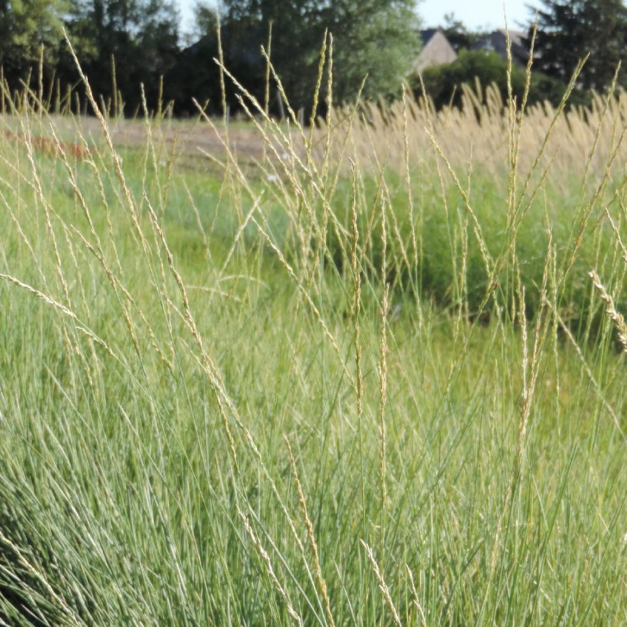 Plantes Vivaces FESTUCA mairei - Fétuque en vente - Pépinière Lepage .