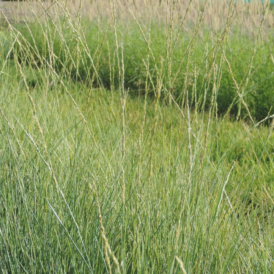 Plantes Vivaces FESTUCA mairei - Fétuque en vente - Pépinière Lepage .
