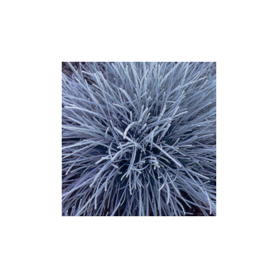 plantes-vivaces-festuca-valesiaca-glaucantha-fetuque-du-valais-en-vente-fetuque-en-vente-pepiniere-lepage-