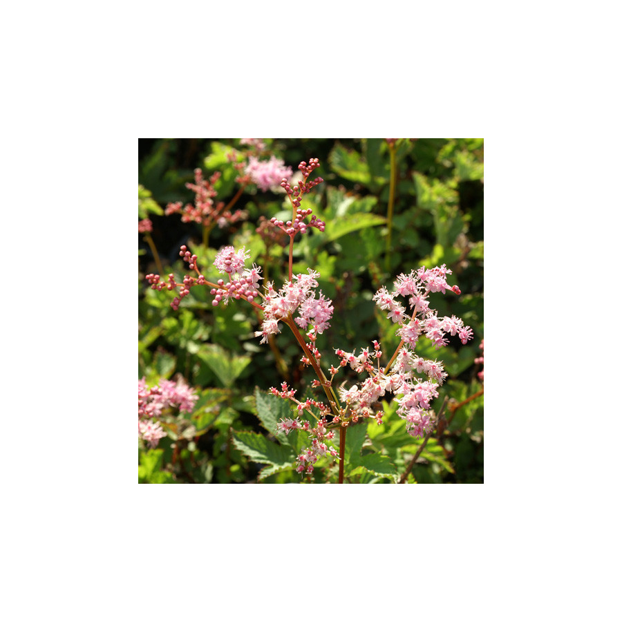 plantes-vivaces-filipendula-kahome-filipendule-en-vente-reine-des-pres-en-vente-pepiniere-lepage-