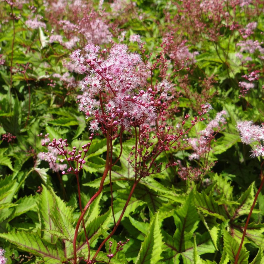 plantes-vivaces-filipendula-red-umbrellas-filipendule-en-vente-reine-des-pres-en-vente-pepiniere-lepage-