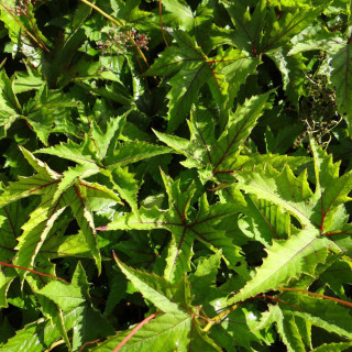 plantes-vivaces-filipendula-red-umbrellas-filipendule-en-vente-reine-des-pres-en-vente-pepiniere-lepage-