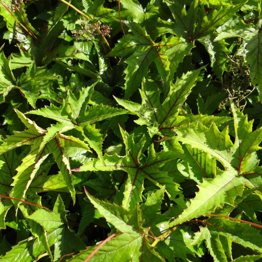 plantes-vivaces-filipendula-red-umbrellas-filipendule-en-vente-reine-des-pres-en-vente-pepiniere-lepage-