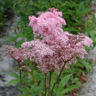 plantes-vivaces-filipendula-rubra-venusta-filipendule-rouge-en-vente-reine-des-pres-en-vente-pepiniere-lepage-