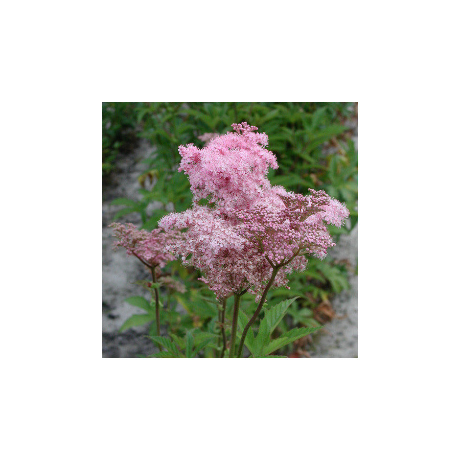 plantes-vivaces-filipendula-rubra-venusta-filipendule-rouge-en-vente-reine-des-pres-en-vente-pepiniere-lepage-