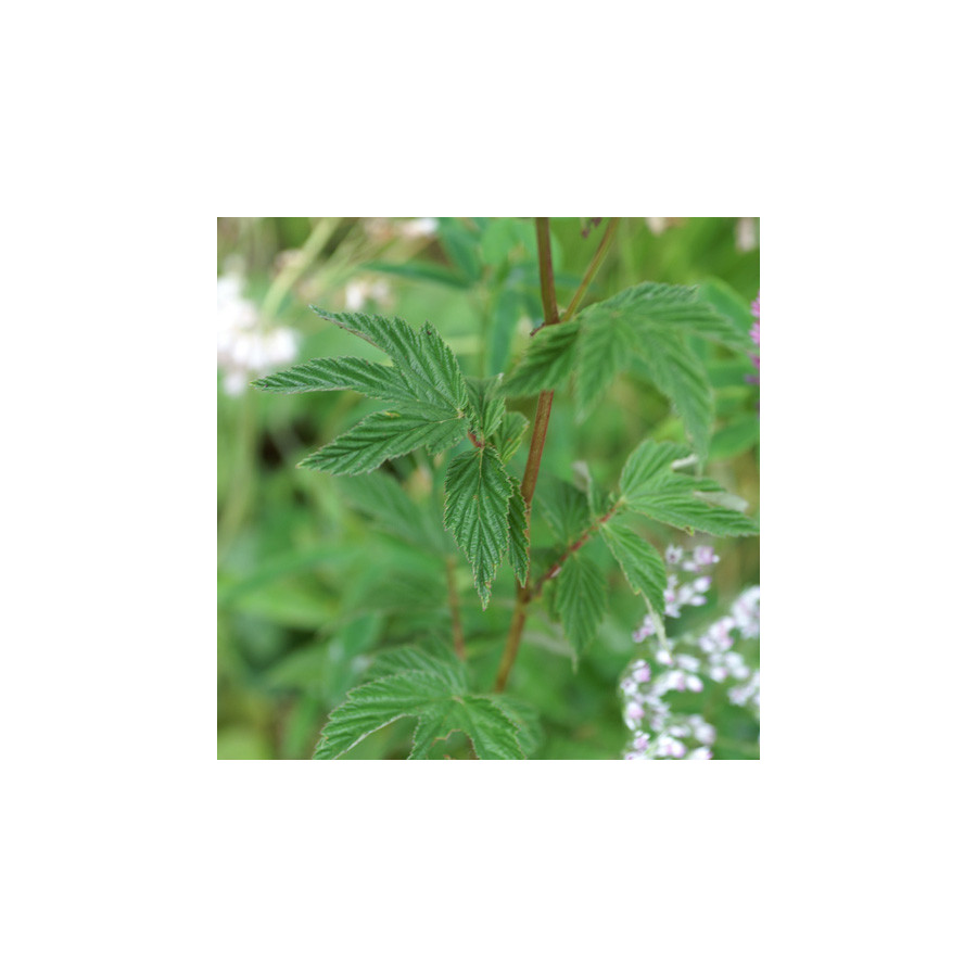 plantes-vivaces-filipendula-ulmaria-filipendule-en-vente-reine-des-pres-en-vente-pepiniere-lepage-