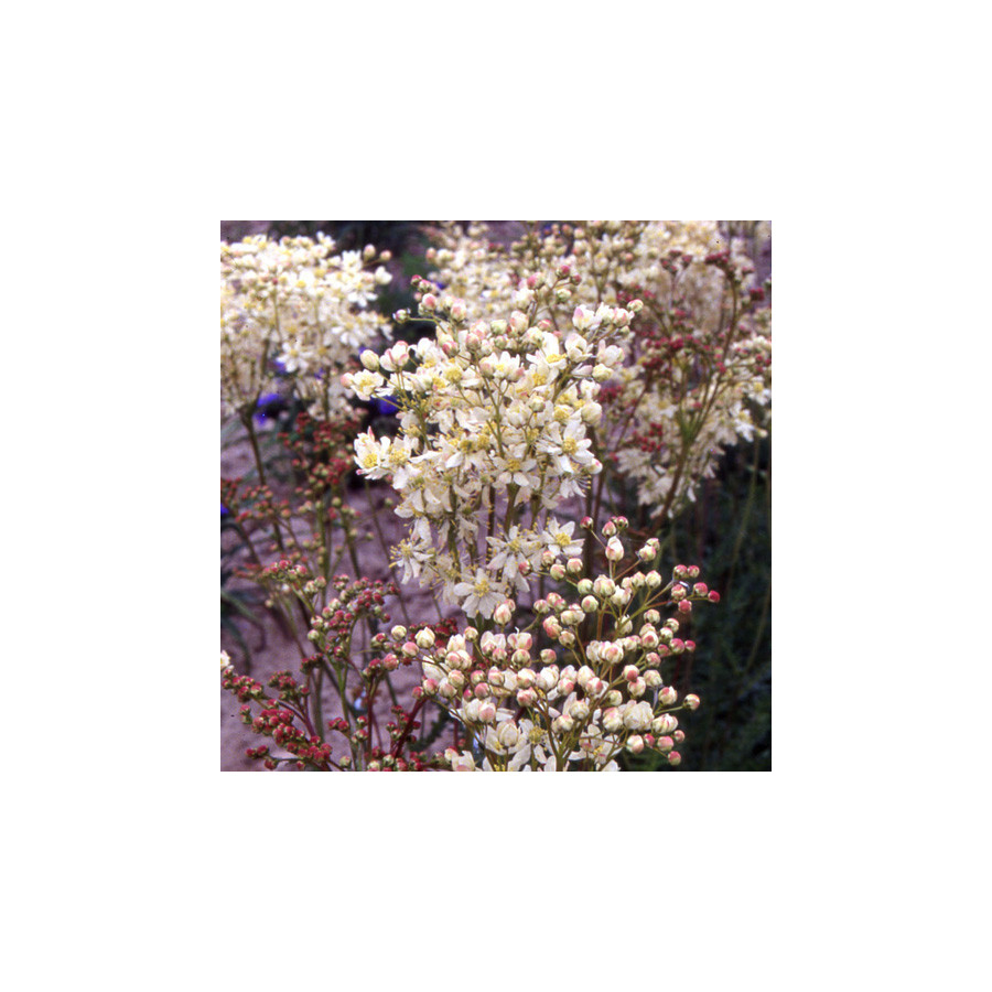 plantes-vivaces-filipendula-vulgaris-filipendule-commune-en-vente-pepiniere-lepage-