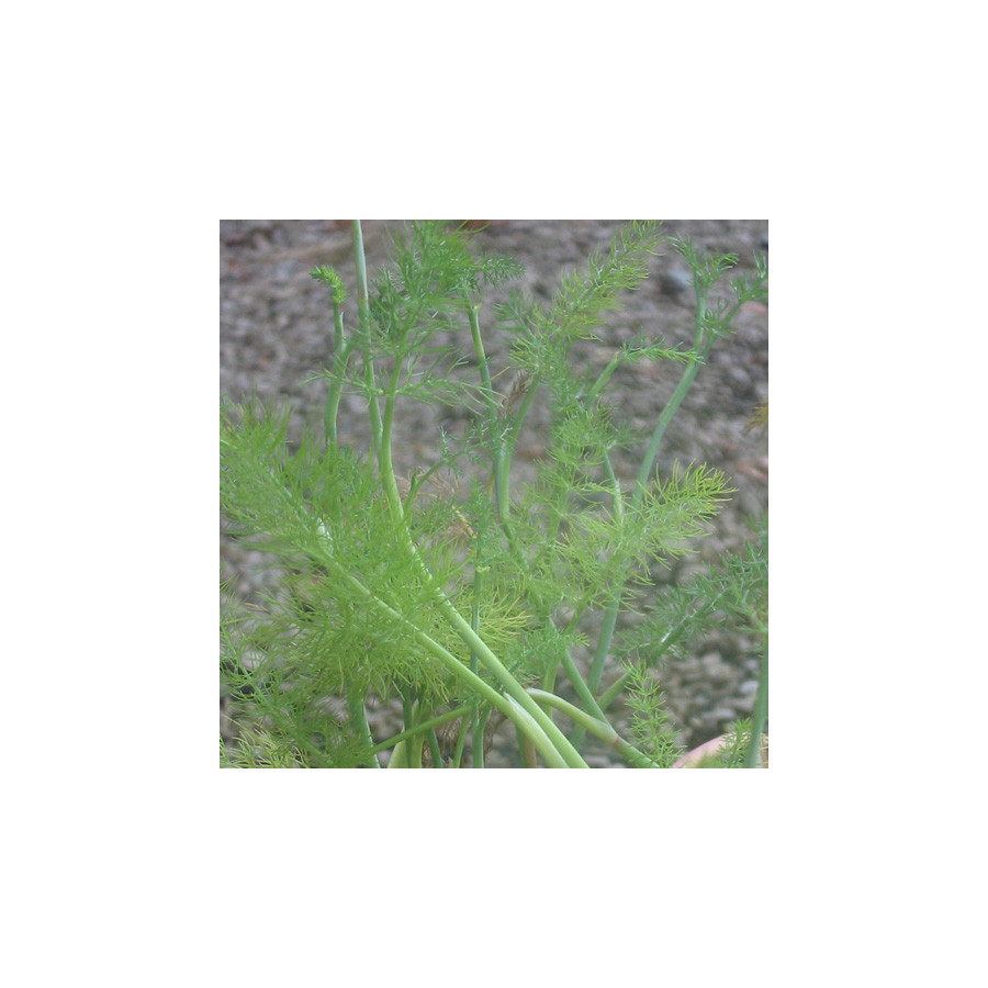 Plantes Vivaces FOENICULUM vulgare - Fenouil en vente - Pépinière Lepage .