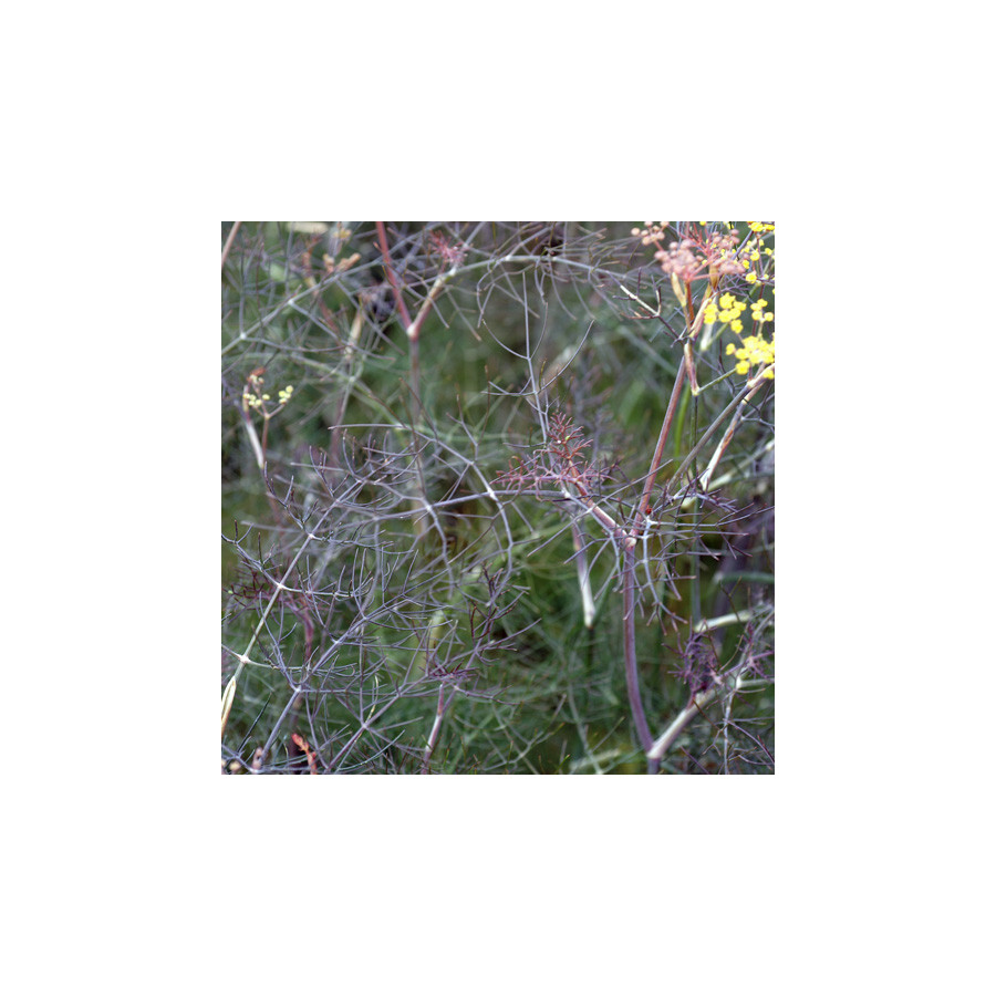 Plantes Vivaces FOENICULUM vulgare 'Purpureum' - Fenouil en vente - Fenouil bronze en vente - Pépinière Lepage .