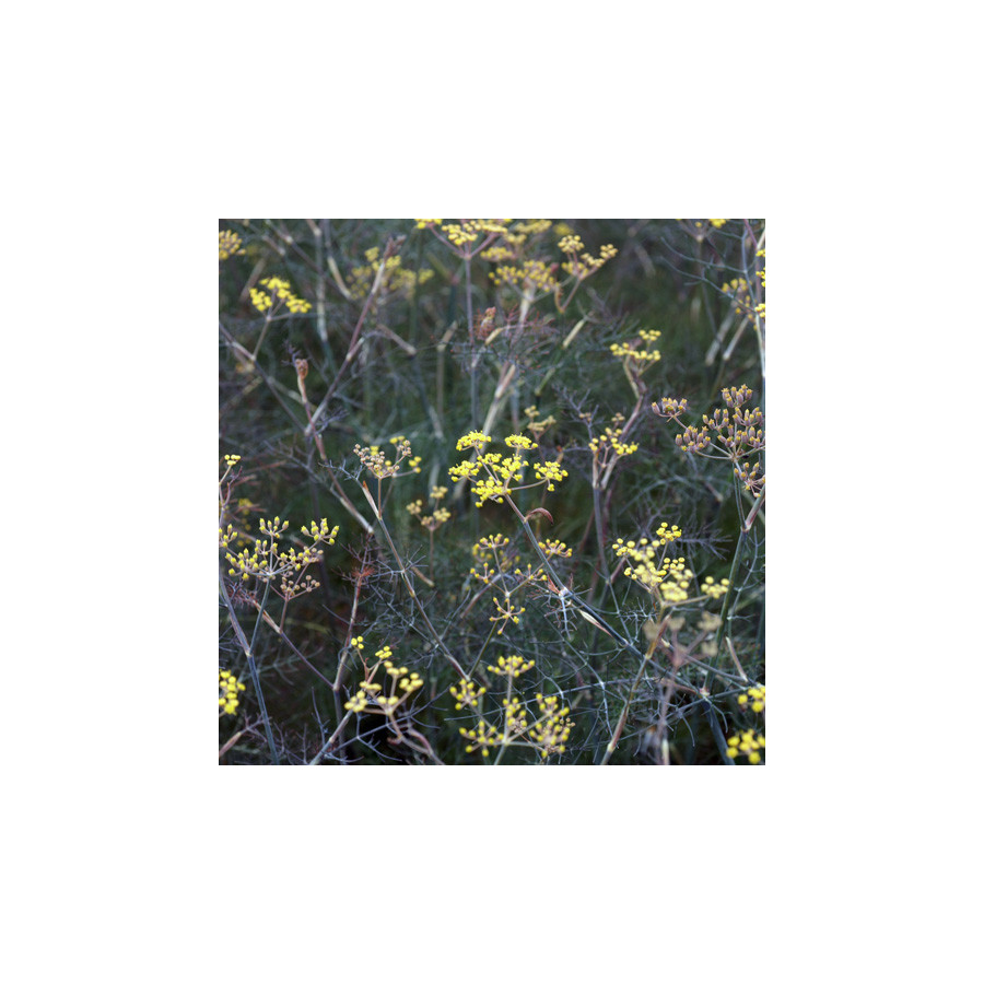 Plantes Vivaces FOENICULUM vulgare 'Purpureum' - Fenouil en vente - Fenouil bronze en vente - Pépinière Lepage .