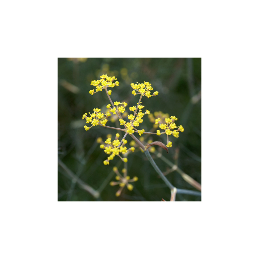 Plantes Vivaces FOENICULUM vulgare 'Purpureum' - Fenouil en vente - Fenouil bronze en vente - Pépinière Lepage .