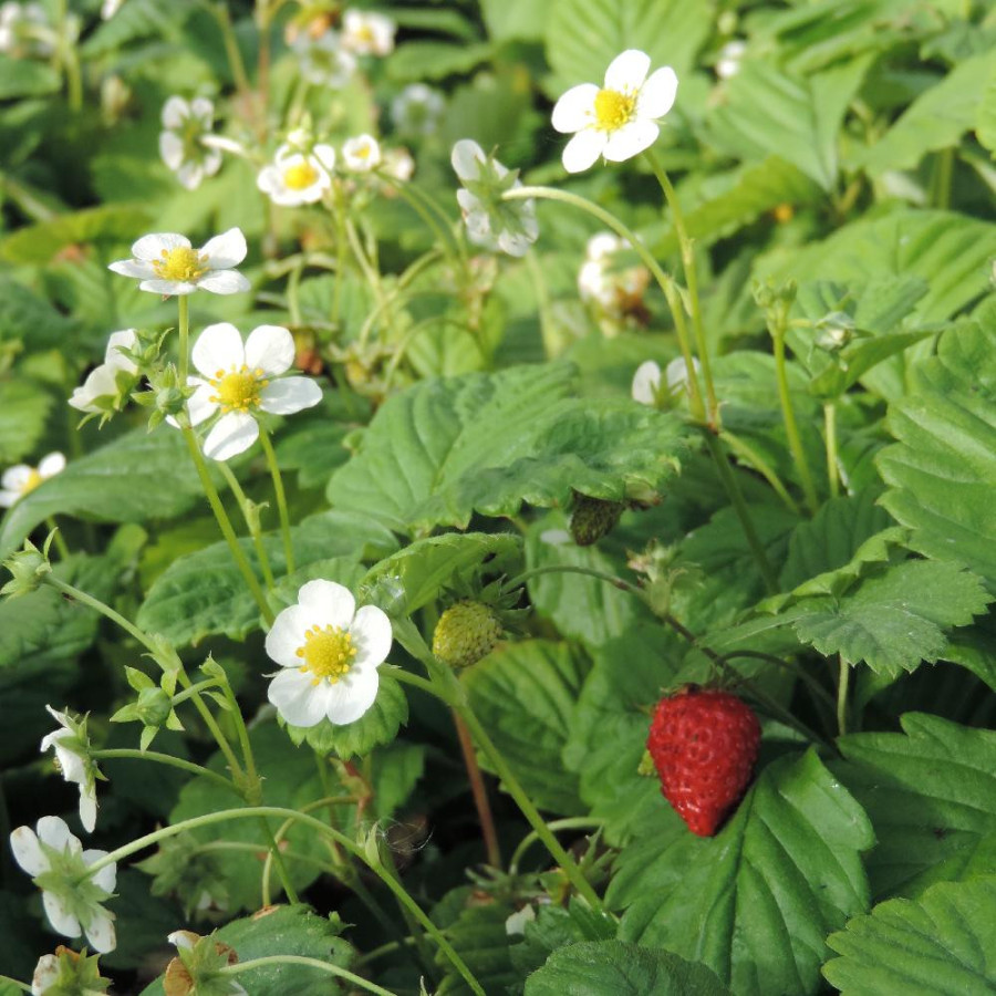 Plantes Vivaces FRAGARIA vesca - Fraisier des bois en vente - Pépinière Lepage .