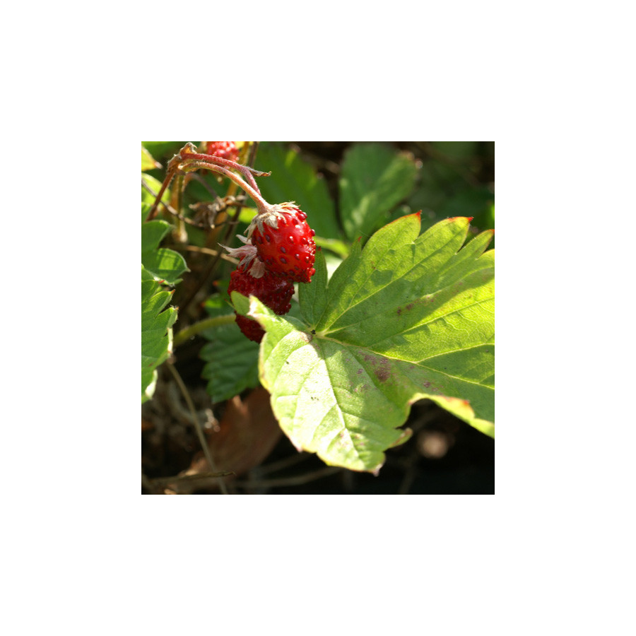 Plantes Vivaces FRAGARIA vesca 'Monophylla' - Fraisier des bois en vente - Pépinière Lepage .