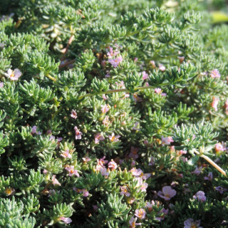 plantes-vivaces-frankenia-laevis-en-vente-pepiniere-lepage-