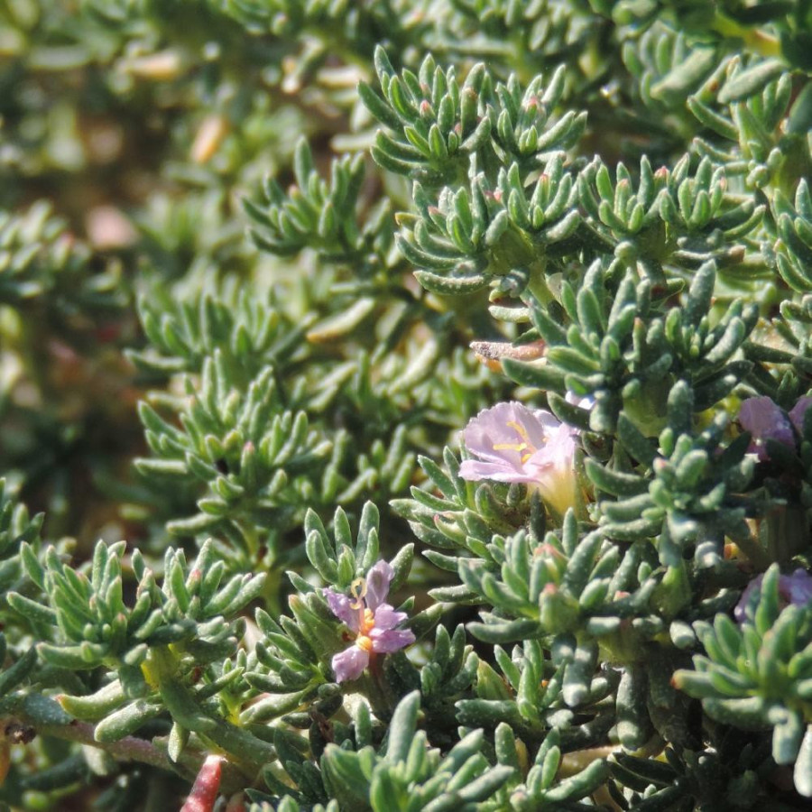 Plantes Vivaces FRANKENIA laevis en vente - Pépinière Lepage .