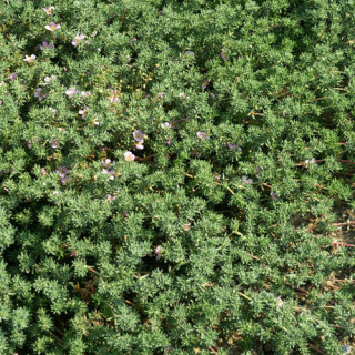 Plantes Vivaces FRANKENIA laevis en vente - Pépinière Lepage .