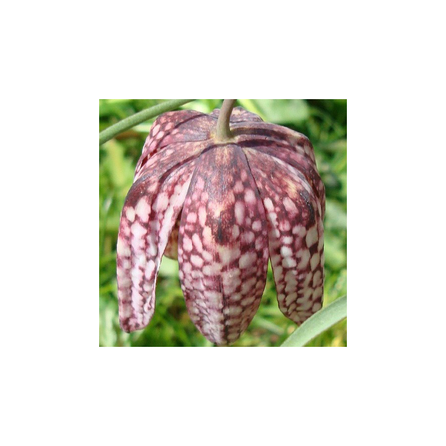 plantes-vivaces-fritillaria-meleagris-fritillaire-pintade-en-vente-oeuf-de-vanneau-en-vente-pepiniere-lepage-