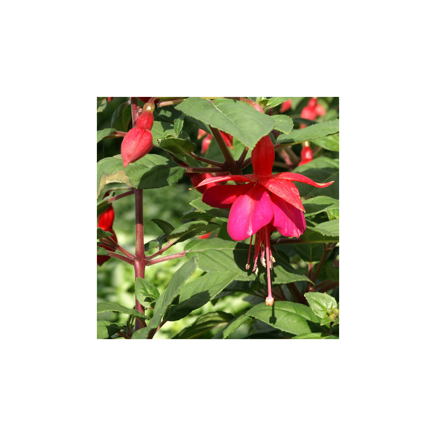 Plantes Vivaces FUCHSIA 'Champion' en vente - Pépinière Lepage .