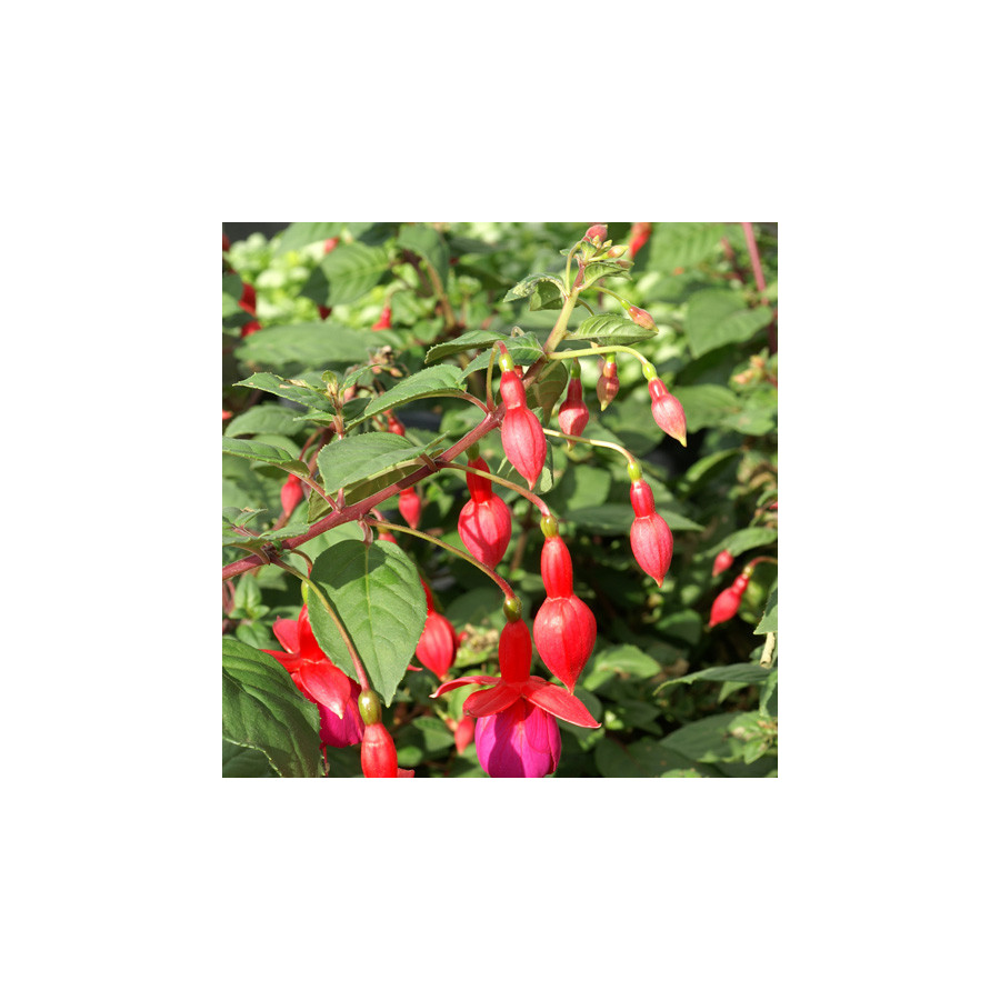 Plantes Vivaces FUCHSIA 'Champion' en vente - Pépinière Lepage .