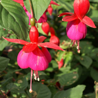 Plantes Vivaces FUCHSIA 'Champion' en vente - Pépinière Lepage .