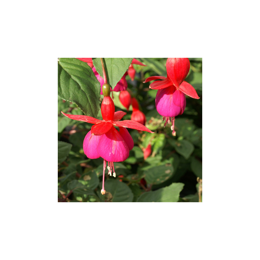 Plantes Vivaces FUCHSIA 'Champion' en vente - Pépinière Lepage .