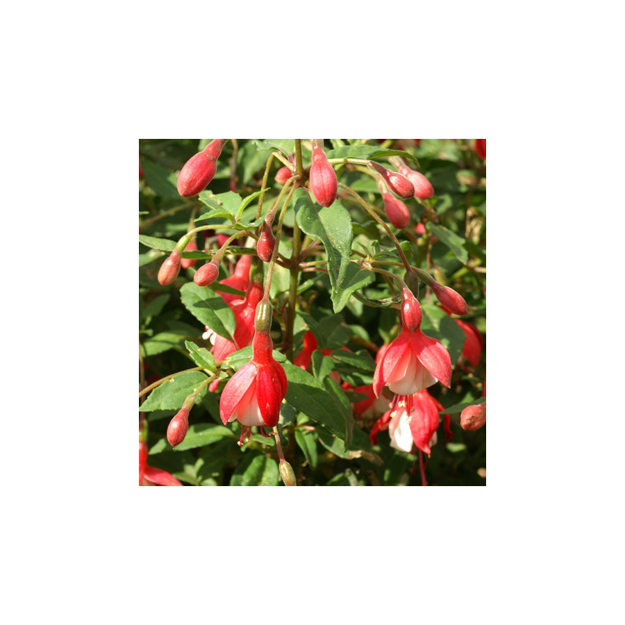 plantes-vivaces-fuchsia-madame-cornelissen-en-vente-pepiniere-lepage-
