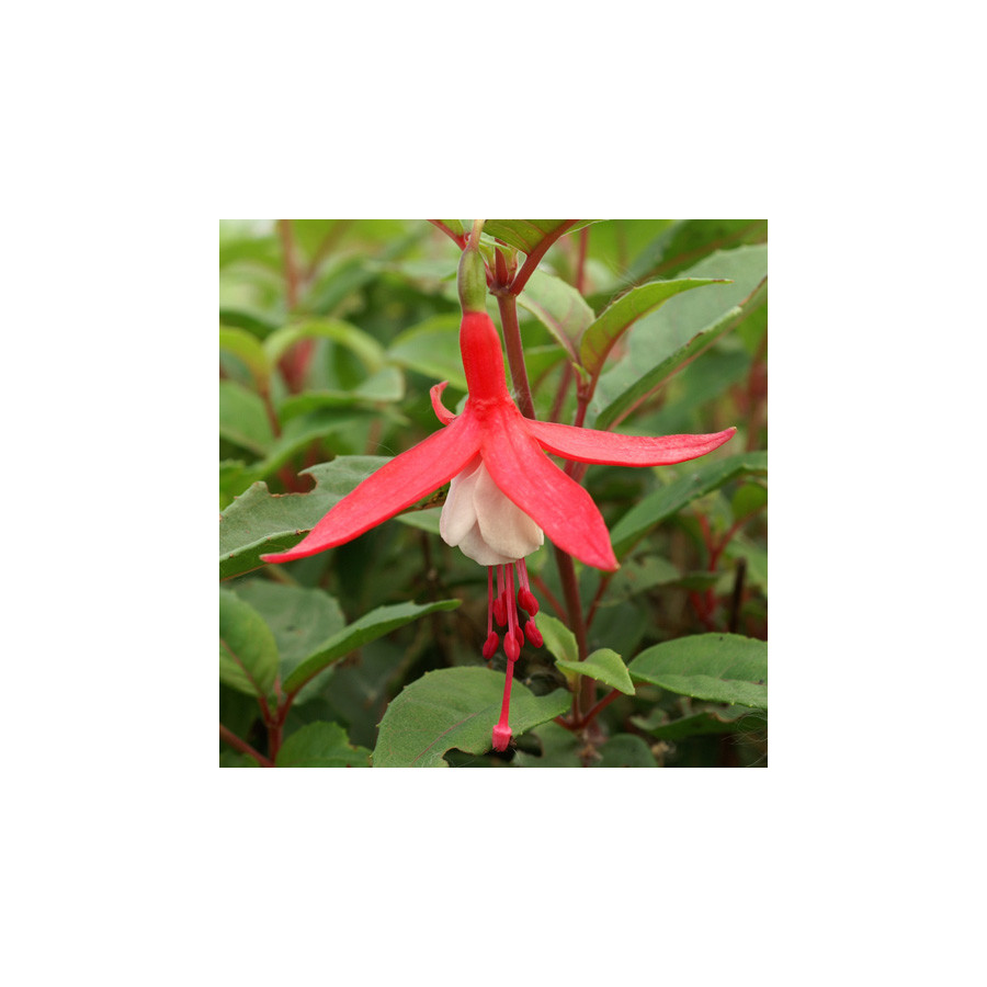 plantes-vivaces-fuchsia-madame-cornelissen-en-vente-pepiniere-lepage-