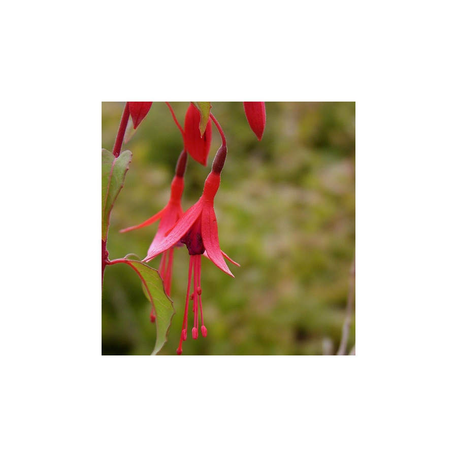 Plantes Vivaces FUCHSIA 'Riccartonii' en vente - Pépinière Lepage .