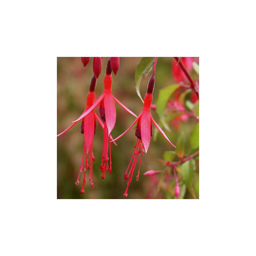 Plantes Vivaces FUCHSIA 'Riccartonii' en vente - Pépinière Lepage .