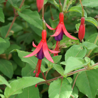 Plantes Vivaces FUCHSIA 'Riccartonii' en vente - Pépinière Lepage .